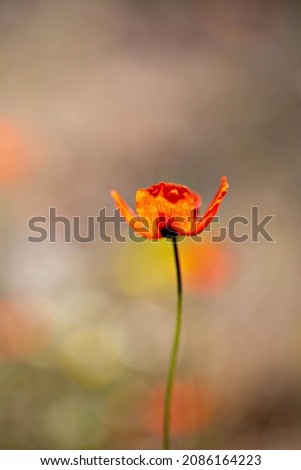 Single bright red poppy, wild poppy flower, close-up macro 