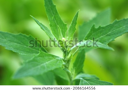 In nature, the field grows a fat hen (Chenopodium album) Royalty-Free Stock Photo #2086164556