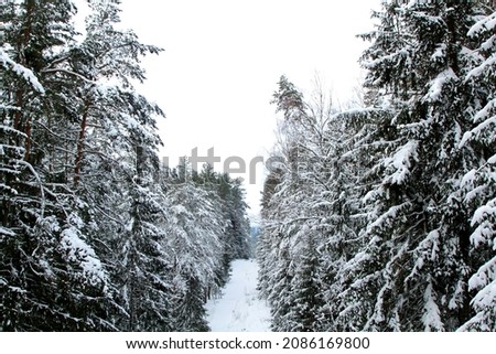 Winter in a spruce forest, spruces covered with white fluffy snow. Selective focus.  Royalty-Free Stock Photo #2086169800