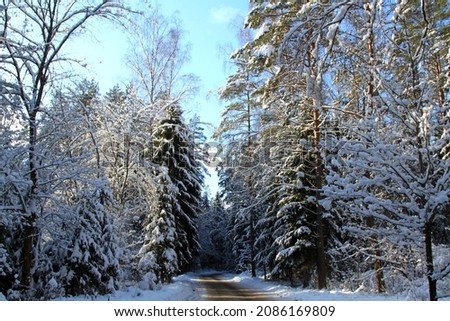 Winter in a spruce forest, spruces covered with white fluffy snow. Selective focus.  Royalty-Free Stock Photo #2086169809