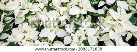 Cream colored poinsettia flowers in full bloom, Christmas flowers, as a holiday background
