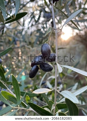 Fresh olives on an olive tree - Harvest season