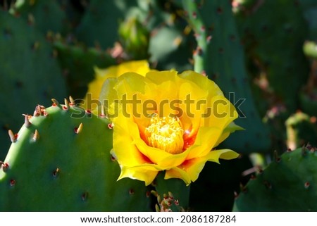 Beautiful blooming yellow cactus flower in the garden