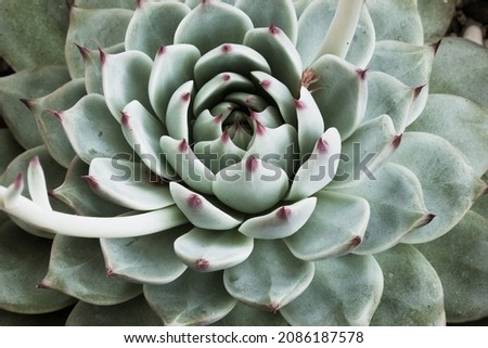 A single succulent echeveria from light green thick leaves and red tips, top view. Large echeveria rosette plant for poster, branding, calendar, multicolor card, banner, cover, post, header