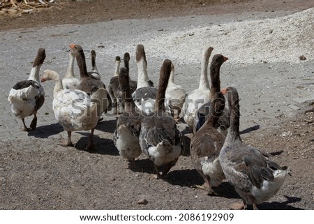 Goose Gander poultry farming
coop