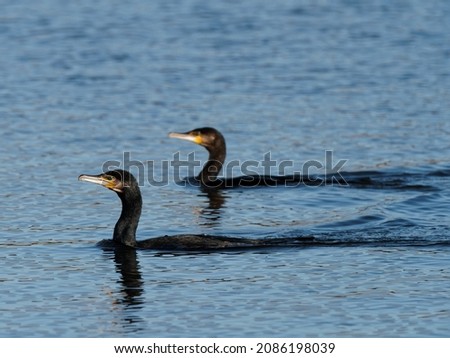 A pair of Cormorants (Phalacrocorax carbo) swimming in tandem at the RSPB Dearne Valley Old Moor, a nature reserve in Barnsley, South Yorkshire.