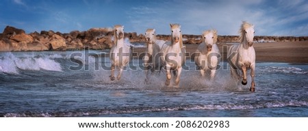 White horses are galoping in the water  all over the sea in Camargue, France. Royalty-Free Stock Photo #2086202983