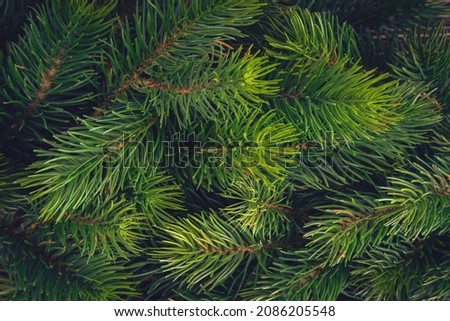 Background made of green Christmas tree branches. Flat lay. Nature New Year concept. Spruce, fir tree texture close up