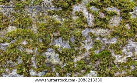 Old moss-grown wall close up, may be used as background