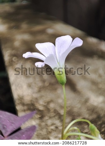 Soft focus photo of white flower petals on blurred background