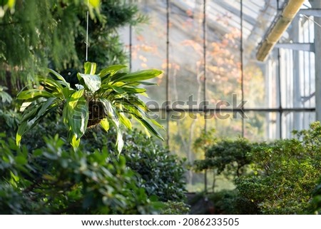 Deciduous plants growing in greenhouse covered with green foliage during autumn season outdoors. Exotic trees and bushes inside old orangery. Winter garden interior with potted flowers. Botany concept Royalty-Free Stock Photo #2086233505