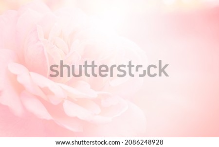 Pink rose flower blooming on abstract blur romance background. Soft pink pastels background,  valentines. Nature concept.