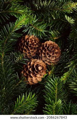 Green pine branches and cones for christmas decoration. Background and texture. Shot from above.