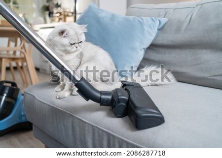 Close up hands of woman vacuuming dust and fur on sofa from little cat. Attractive beautiful female using vacuum cleaning, doing housework and chores in living room and enjoy her pet animal at home. Royalty-Free Stock Photo #2086287718