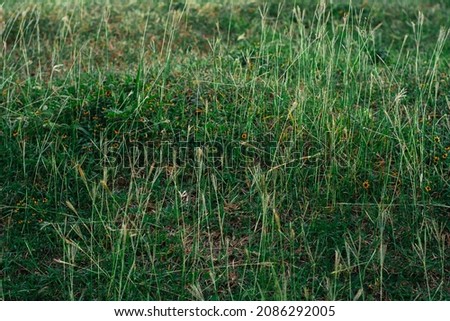 Green grass in the park at fresh air. Green and yellow leaves for spring. Background to write nature or ecology themes. Environment, fresh, tropical, hope. Green spirit. Cheerful background of nature 