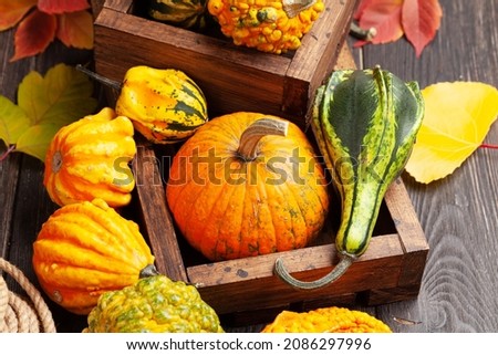 Various colorful squashes and pumpkins. Autumn vegetable harvest
