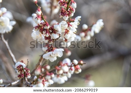 Japanese apricot flower, early spring image