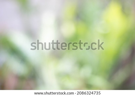 Natural bokeh.blured photo Natural green trees Lawn and trees green background.