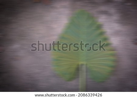 Abstract blurred photo view of palas leaves on blurred gray background sketch