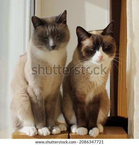 Cute Snowshoe Cats (Seal Point  Blue Point) Royalty-Free Stock Photo #2086347721