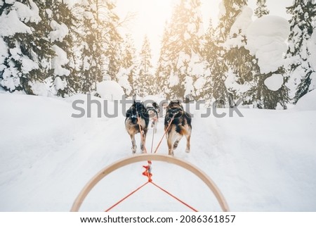 Husky dogs sledge. Riding husky dogs sledge in snow winter forest, Finland, Lapland