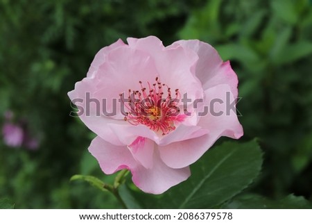 Mauve, lavender, pink and lilac color Floribunda Rose Odyssey flowers in a garden in June 2021. Idea for postcards, greetings, invitations, posters, wedding and Birthday decoration, background 