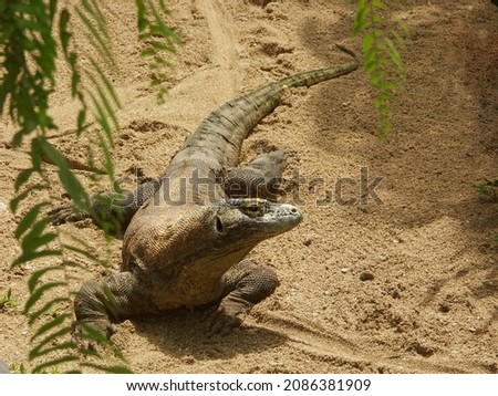Komodo dragon or Komodo monitor lizard. A young monitor lizard crawling on the sand on the island of Bali. Reptiles and wild animals of Indonesia, predators Royalty-Free Stock Photo #2086381909