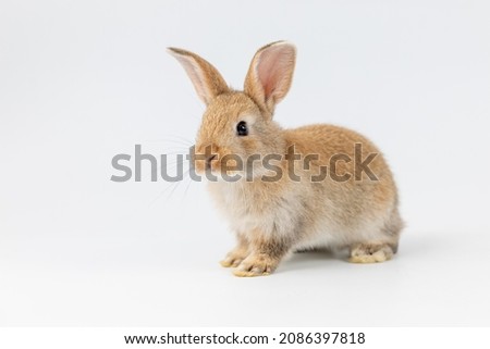 A healthy lovely baby bunny easter rabbit on white background. Cute fluffy rabbit on white background Lovely mammal with beautiful bright eyes in nature life.Animal concept.