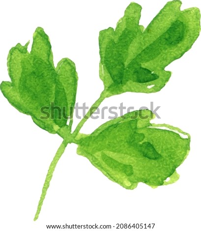 Watercolor image of leaves of parsley on white background
