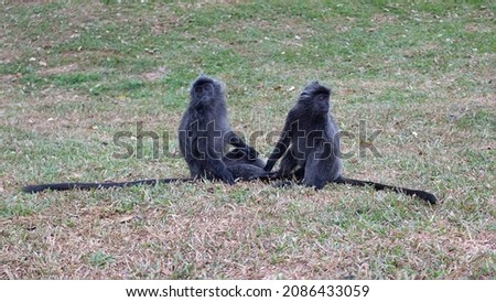 A couple of silvery langur monkeys sit on the grass. Silvery lutung or silvered leaf monkey in Malaysia