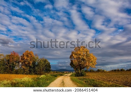 The mid-November autumn landscape in the fields of Moimacco near Cividale del Friuli, Udine Province, Friuli-Venezia Giulia, north east Italy
