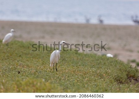 little egrets on the shore of Lake Manich, Kalmykia, Russia
