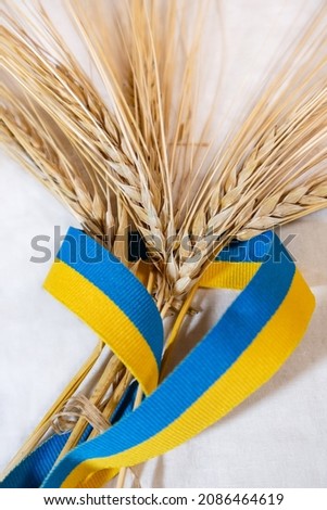 Gold wheat straws spikes bunch wrapped in yellow and blue, Ukrainian national flag colors, ribbon on white cloth background. Agriculture harvest sheaf from summer field. Vertical