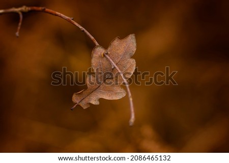 Deciduous leaf of a young oak tree in the forest, shallow depth of field, blurred background