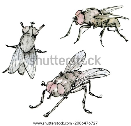 Watercolor illustration fly set, a muted color sketch isolated on a white background. Elegant insects drawn by hand with ink. For poster, card, book, logo, textile, other design.