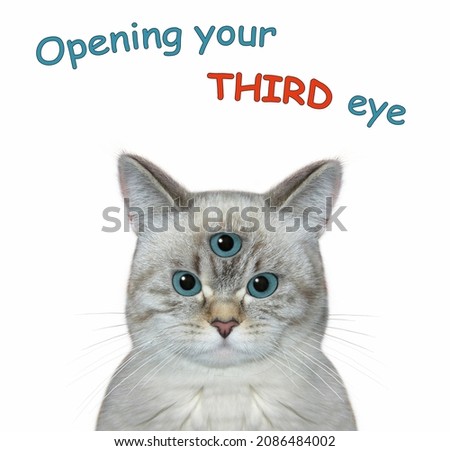 An ashen cat has got third eye. Open your third eye. White background. Isolated.