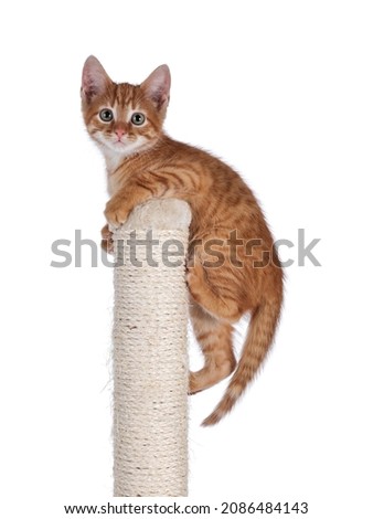 Sweet little red house cat, hanging on top of beige sisal rope climbing and scratching post. Looking towards camera. Isolated on a white background.
