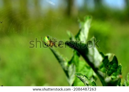 The picture shows a green spider sitting on a web and basking in the sun.
