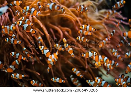 Clown Anemonefish Amphiprion ocellaris common clownfish fish shoal colony between sea anemone tentacles Royalty-Free Stock Photo #2086493206