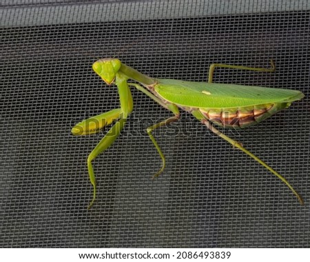 Close-up photo of a green mantis (Mantis religiosa). A close-up shot with natural lighting of a praying mantis sitting on a mosquito net, on a natural background.