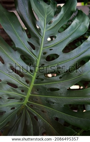 Tropical green leaves background, Monstera Deliciosa leaf on wall with dark toning, floral jungle pattern concept background