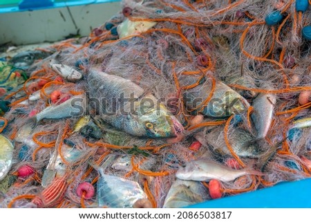 Fish caught in fishing net in the Mediterranean