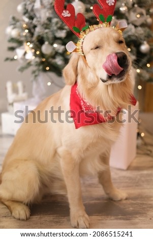 Dog new year, Christmas. Golden Retriever