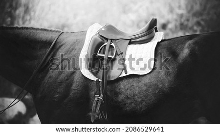 A black-and-white image of sports equipment worn on a racehorse. This saddle, stirrup and white saddle blanket. Royalty-Free Stock Photo #2086529641