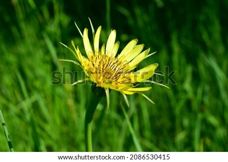 The picture shows a yellow flower against the background of green plants.