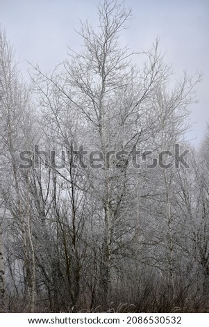 The picture shows a tall tree with a wide crown, the branches of which are covered with frost.