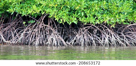 A close up of the magnificent mangrove forest near Tabla Mu Pier, Khao Lak coastline, Thailand. Royalty-Free Stock Photo #208653172