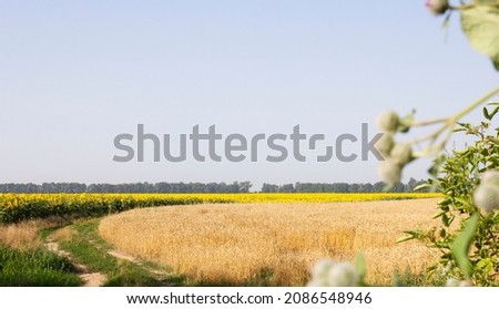 wheat fiend next to sunflowers