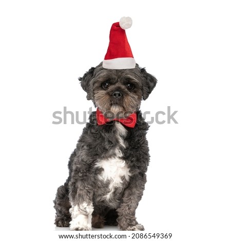 cute small bichon wearing red bowtie and christmas hat celebrating holiday and sitting isolated on white background in studio