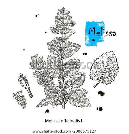 Melissa Officinalis branch with leaves and flowers isolated on white background. Medical herbs collection. Hand drawn vector illustration engraved.